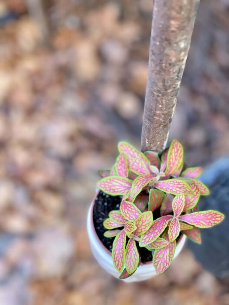 fittonia-albivenis-skeleton_7x5-0.jpg Zdjęcie rośliny Fittonia albivenis Skeleton, ujęcie 1