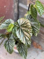 Zdjęcie rośliny Begonia Oldemor, ujęcie 2