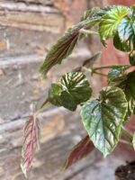 Zdjęcie rośliny Begonia Oldemor, ujęcie 4