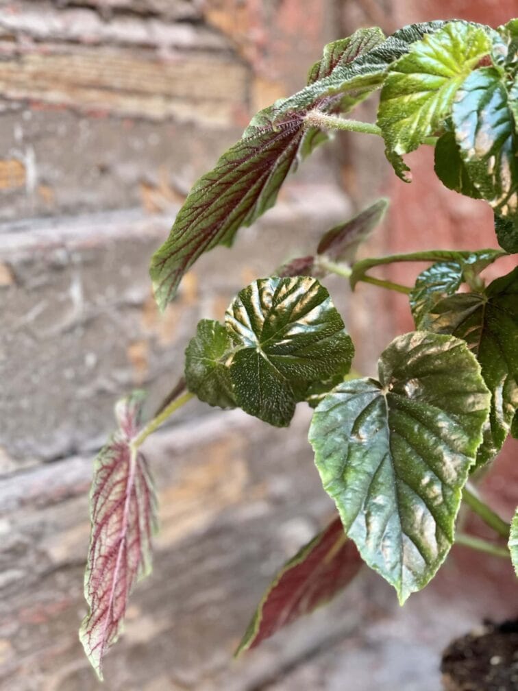 Zdjęcie rośliny Begonia Oldemor, ujęcie 4