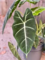 Zdjęcie rośliny Alocasia micholitziana "Frydek", ujęcie 1