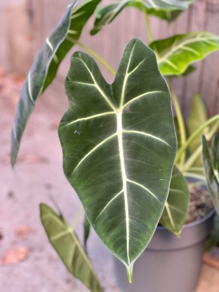 Zdjęcie rośliny Alocasia micholitziana "Frydek", ujęcie 1