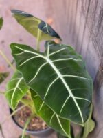 Zdjęcie rośliny Alocasia micholitziana "Frydek", ujęcie 2
