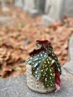 Zdjęcie rośliny Begonia Maculata, ujęcie 1