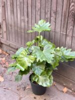 Zdjęcie rośliny Philodendron Shangri La, ujęcie 1