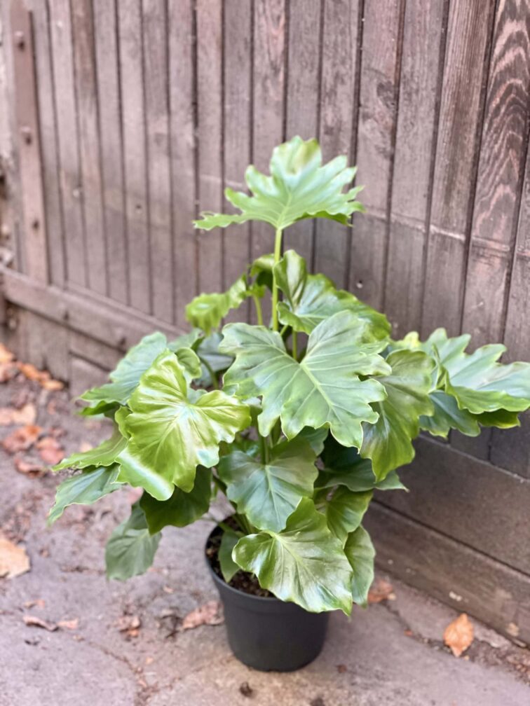 Zdjęcie rośliny Philodendron Shangri La, ujęcie 1