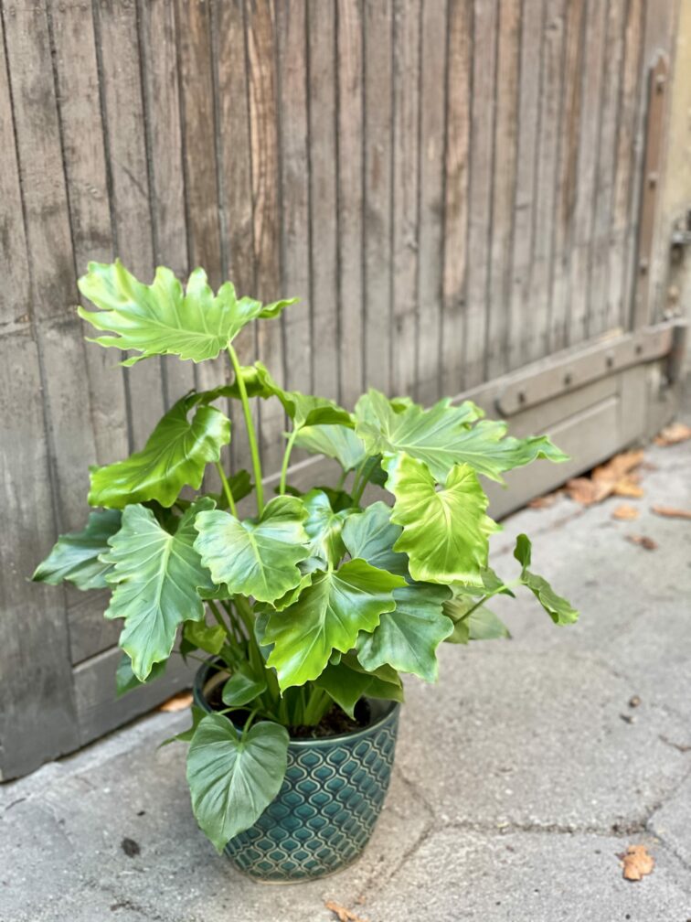 Zdjęcie rośliny Philodendron Shangri La, ujęcie 3