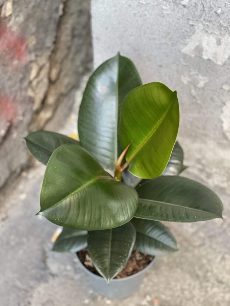 ficus-elastica-robusta_17x50-0.jpg Zdjęcie rośliny Ficus elastica Robusta, ujęcie 1