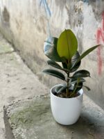 Zdjęcie rośliny Ficus elastica Robusta, ujęcie 3