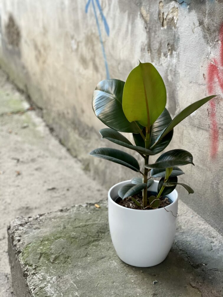 Zdjęcie rośliny Ficus elastica Robusta, ujęcie 3