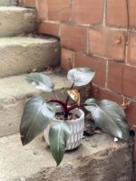 Zdjęcie rośliny Philodendron Pink Princess, ujęcie 1