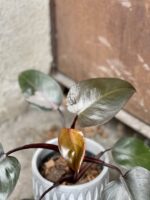 Zdjęcie rośliny Philodendron Pink Princess, ujęcie 2