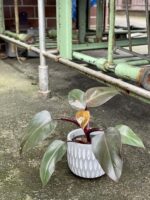 Zdjęcie rośliny Philodendron Pink Princess, ujęcie 3