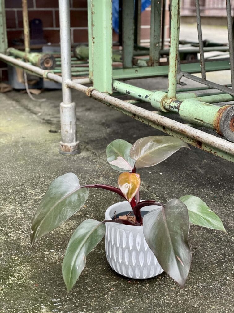 Zdjęcie rośliny Philodendron Pink Princess, ujęcie 3