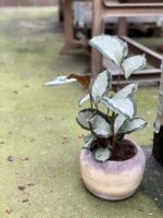 Zdjęcie rośliny Calathea picturata Argentea, ujęcie 1