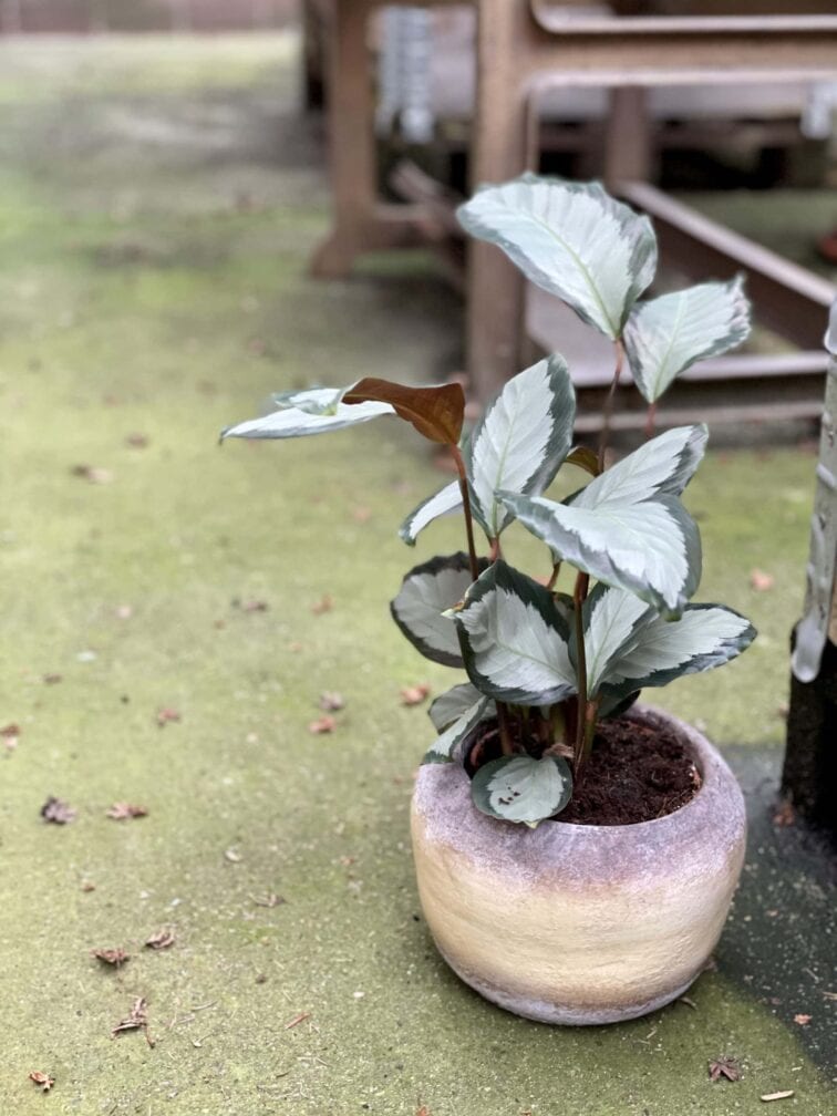 Zdjęcie rośliny Calathea picturata Argentea, ujęcie 1