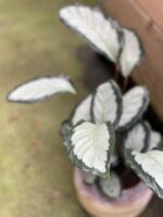 Zdjęcie rośliny Calathea picturata Argentea, ujęcie 2