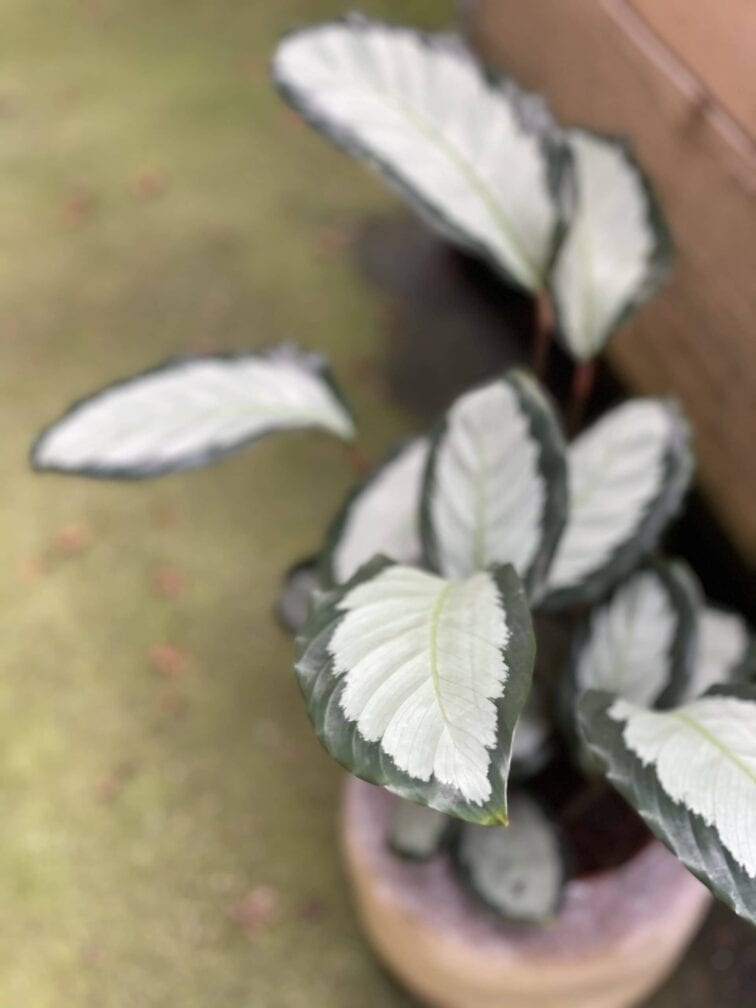 Zdjęcie rośliny Calathea picturata Argentea, ujęcie 2