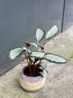 Zdjęcie rośliny Calathea picturata Argentea, ujęcie 3