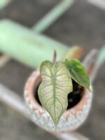 Zdjęcie rośliny Alocasia Pink Dragon Variegata, ujęcie 1