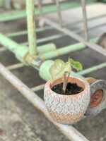 Zdjęcie rośliny Alocasia Pink Dragon Variegata, ujęcie 2