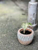 Zdjęcie rośliny Alocasia Pink Dragon Variegata, ujęcie 3
