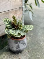 Zdjęcie rośliny Calathea Makoyana, ujęcie 1