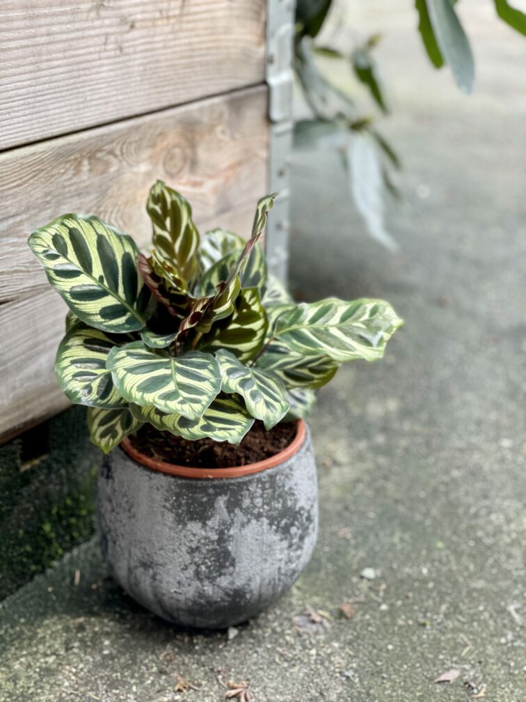 Zdjęcie rośliny Calathea Makoyana, ujęcie 1
