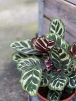 Zdjęcie rośliny Calathea Makoyana, ujęcie 2