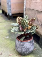 Zdjęcie rośliny Calathea Makoyana, ujęcie 3