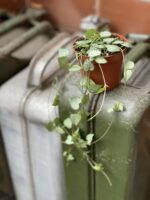 Zdjęcie rośliny Ceropegia woodii Durban, ujęcie 1