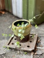 Zdjęcie rośliny Ceropegia woodii Durban, ujęcie 2