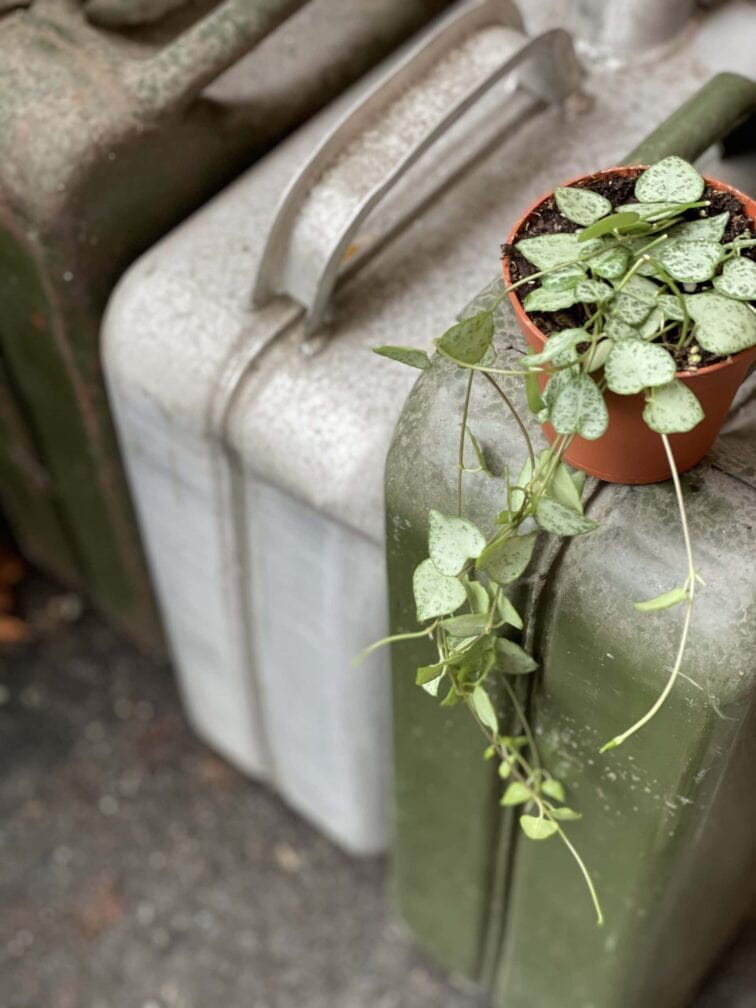 Zdjęcie rośliny Ceropegia woodii Durban, ujęcie 3