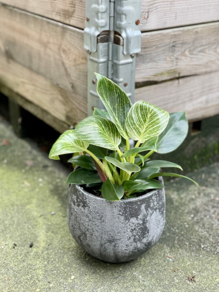philodendron-birkin_11x25-1_1610193861.0.jpg Zdjęcie rośliny Philodendron Birkin, ujęcie 1