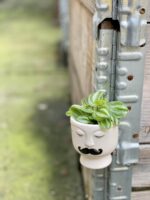 Zdjęcie rośliny Peperomia Watermelon, ujęcie 2