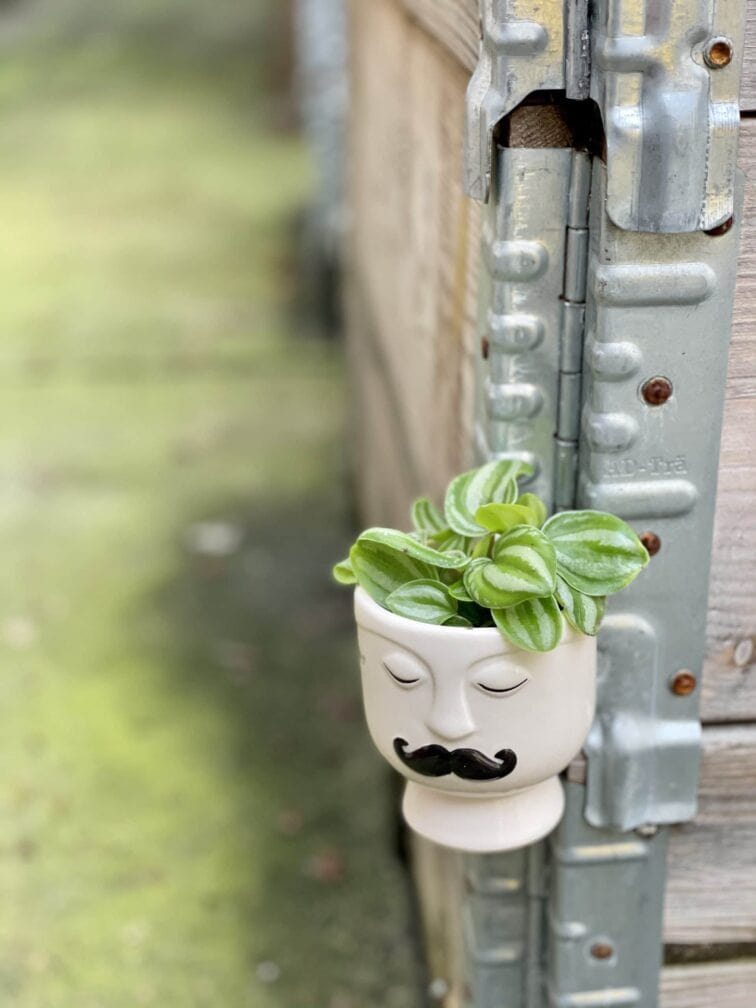 Zdjęcie rośliny Peperomia Watermelon, ujęcie 2