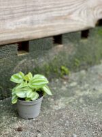 Zdjęcie rośliny Peperomia Watermelon, ujęcie 3