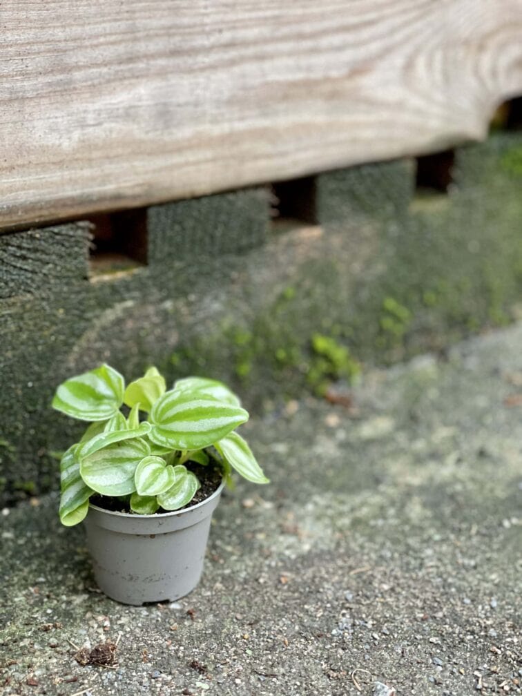 Zdjęcie rośliny Peperomia Watermelon, ujęcie 3