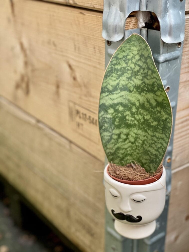 sansevieria-masoniana_6x15-1_1610196090.0.jpg Zdjęcie rośliny Sansevieria Masoniana, ujęcie 1