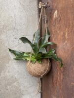 Zdjęcie rośliny Platycerium bifurcatum Kokedama (Łosie rogi), ujęcie 3