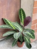 Zdjęcie rośliny Calathea Warsewiczii, ujęcie 1