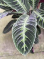 Zdjęcie rośliny Calathea Warsewiczii, ujęcie 2
