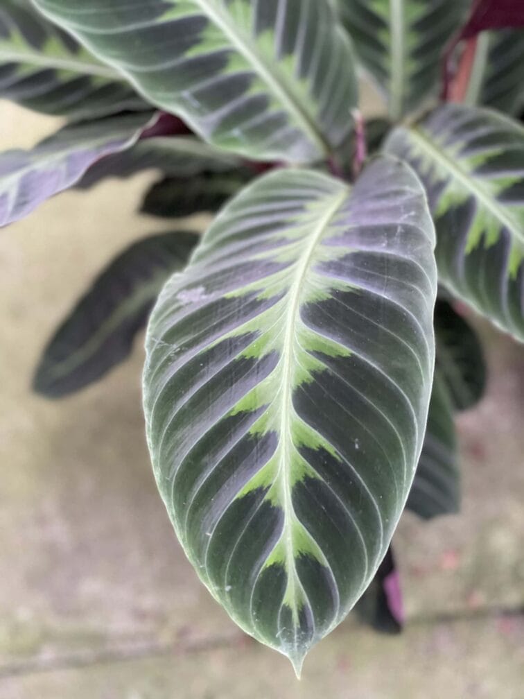 Zdjęcie rośliny Calathea Warsewiczii, ujęcie 2