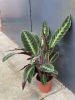 Zdjęcie rośliny Calathea Warsewiczii, ujęcie 3