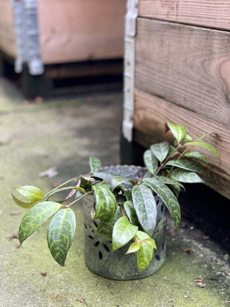Zdjęcie rośliny Aeschynanthus Marmoratus (Marmurkowy), ujęcie 1