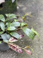 Zdjęcie rośliny Aeschynanthus Marmoratus (Marmurkowy), ujęcie 3