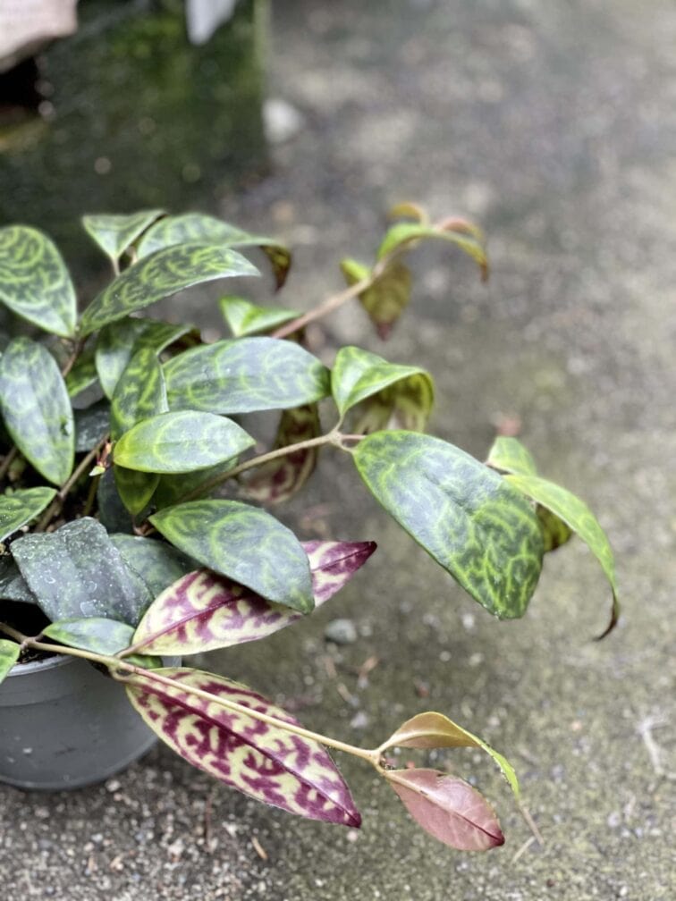 Zdjęcie rośliny Aeschynanthus Marmoratus (Marmurkowy), ujęcie 3