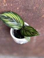 Zdjęcie rośliny Calathea Beauty Star, ujęcie 1