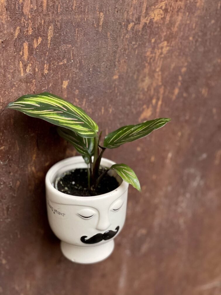 Zdjęcie rośliny Calathea Beauty Star, ujęcie 2