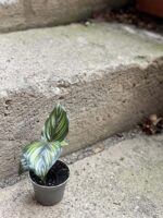 Zdjęcie rośliny Calathea Beauty Star, ujęcie 3